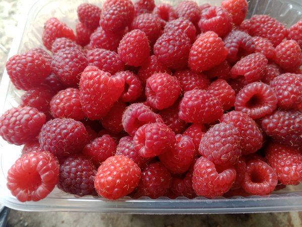 Малина 400 за 1 кг, Астрахань, Продукты, объявление